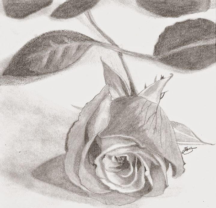 720x694 The Rose - Custom Drawings