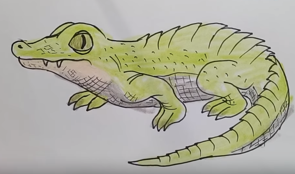 Cute Alligator Drawing At Paintingvalley.com 