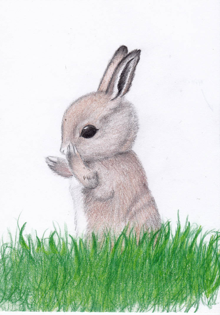 747x1070 Cute Baby Bunny - Cute Baby Bunny Drawing