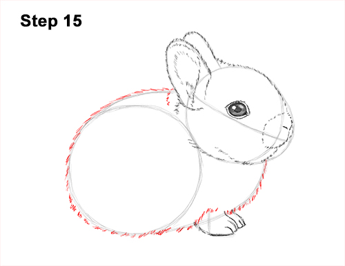 500x386 How To Draw A Rabbit - Cute Baby Bunny Drawing