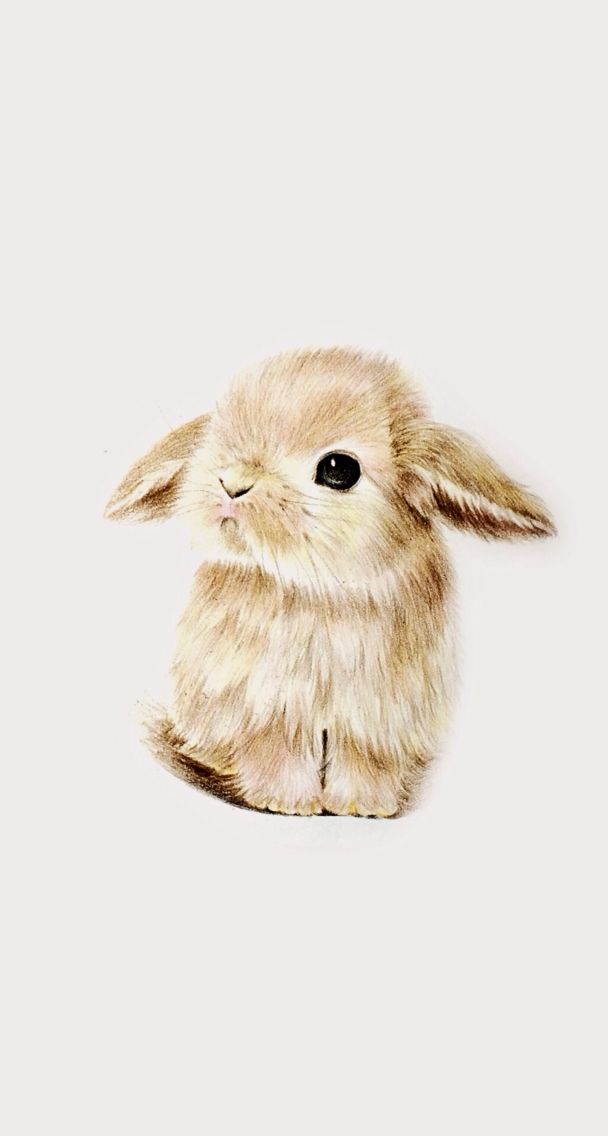 608x1136 wallpaper super cute kawaii pet love dwarf bunny rabbit bunny - Cute Baby Bunny Drawing