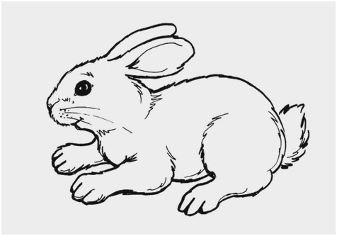 476x333 baby rabbit coloring pages cute cute baby bunny coloring pages - Cute Baby Bunny Drawing
