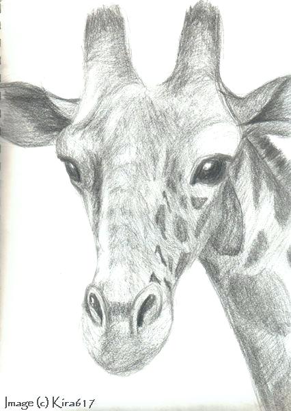 426x600 giraffes drawings drawing sketches of cute baby ashishkrgoyal - Cute Baby Giraffe Drawing