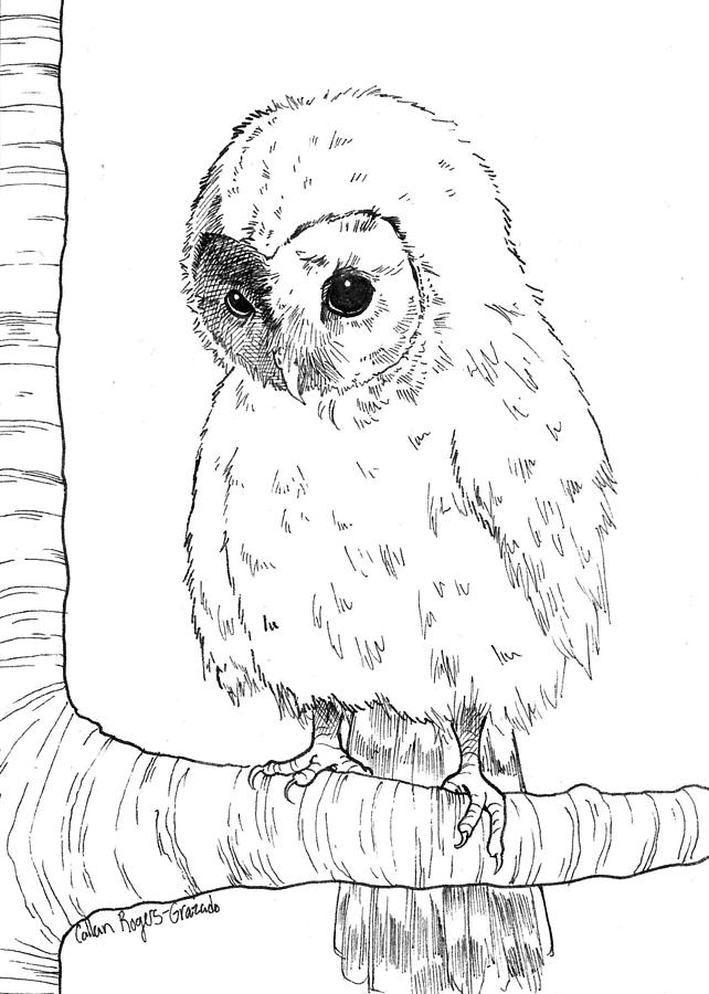 642x900 Cute Owl Drawings Fine Art America - Cute Baby Owl Drawings