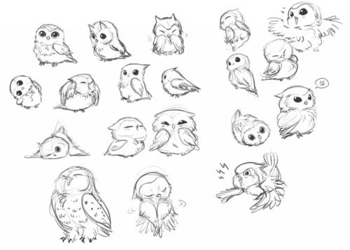 500x357 Baby Owls Studies - Cute Baby Owl Drawings