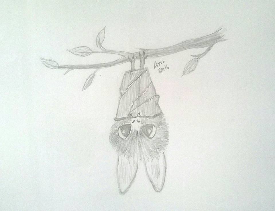 960x739 Cute Bat Drawing Pencil Drawing - Cute Bat Drawing