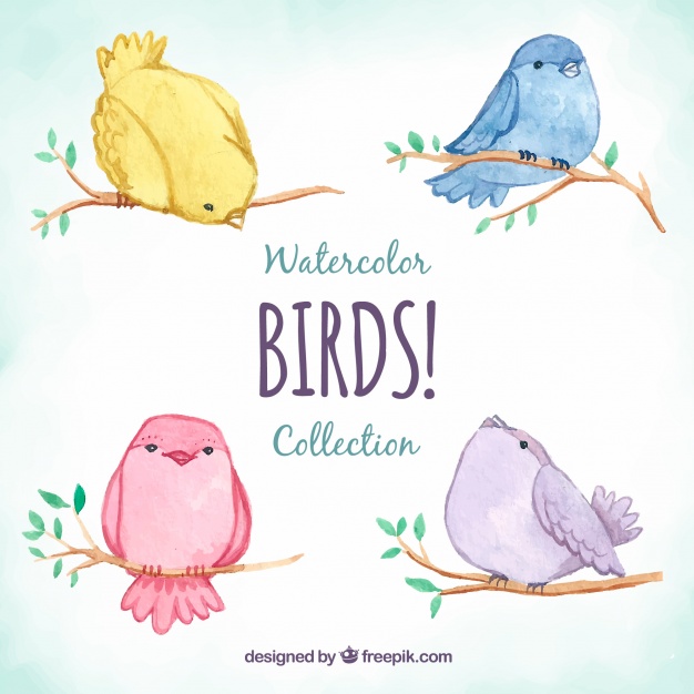 626x626 Cute Watercolor Bird Collection Vector Free Download - Cute Bird Drawing