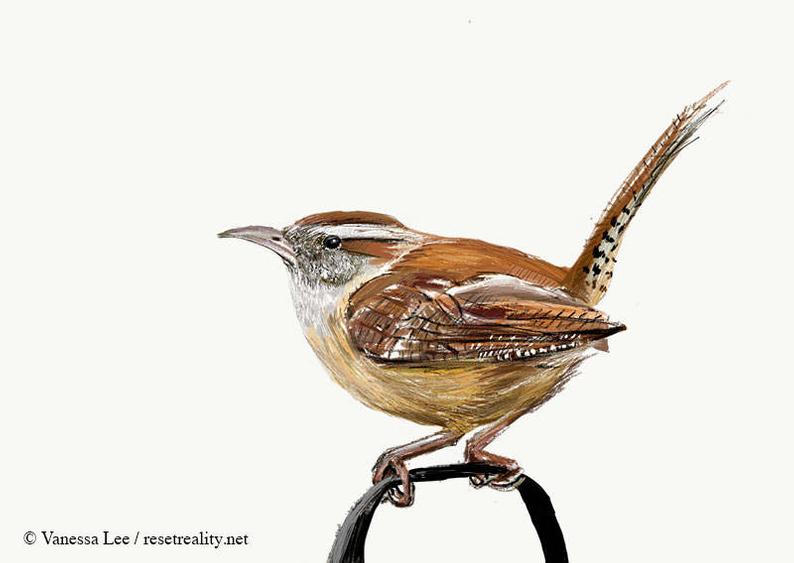 794x563 carolina wren print wildlife illustration cute bird drawing etsy - Cute Bird Drawing