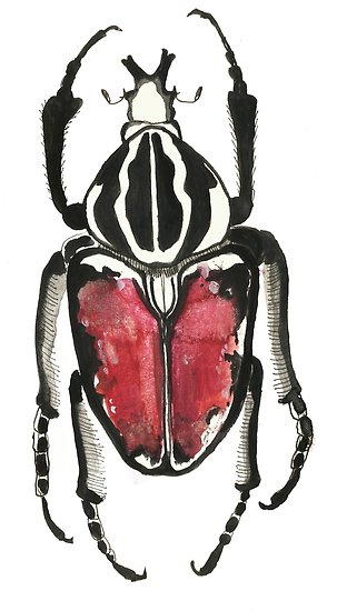 303x550 cool pretty cute bug beetle insect illustration drawing posters - Cute Bug Drawing