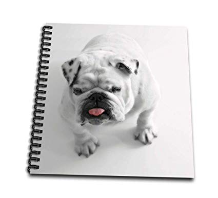 425x386 Db Print Of Cute Bulldog On White - Cute Bulldog Drawing