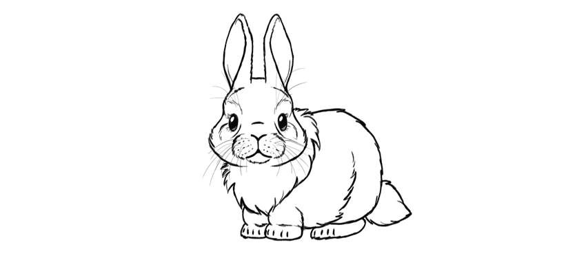 850x375 How To Draw A Cute Bunny Step - Cute Bunny Drawing