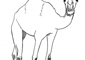 300x210 easy camel drawing cute camel drawing at getdrawings free - Cute Camel Drawing