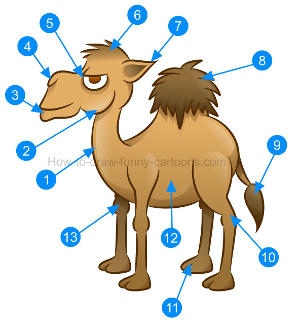 590x647 How To Draw A Camel Cartoon Illustration - Cute Camel Drawing