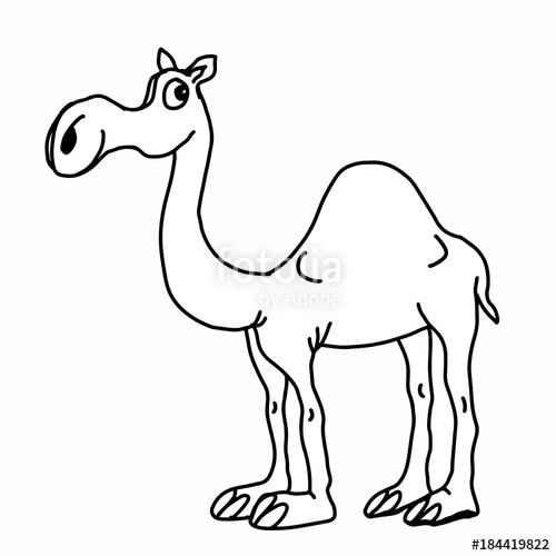 500x500 Cute Camel Illustration Drawing Coloring Stock Photo And Royalty - Cute Camel Drawing