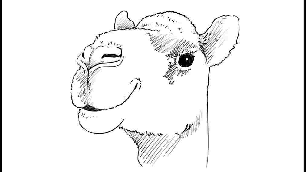 1011x569 S Rhcom How Drawing Cute Camel To Draw A Learn - Cute Camel Drawing