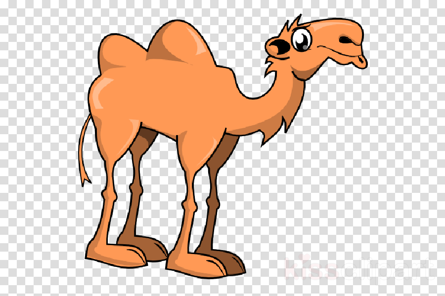 900x600 Cartoon, Drawing, Wildlife, Transparent Png Image Clipart Free - Cute Camel Drawing