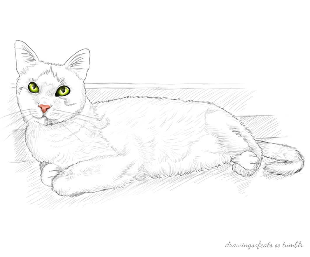 1063x881 drawings of cats drawings of cats - Cute Cat Drawing Tumblr