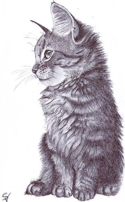 405x650 Huge Collection Of 'cute Cat Drawing Tumblr' Download More Than - Cute Cat Drawing Tumblr