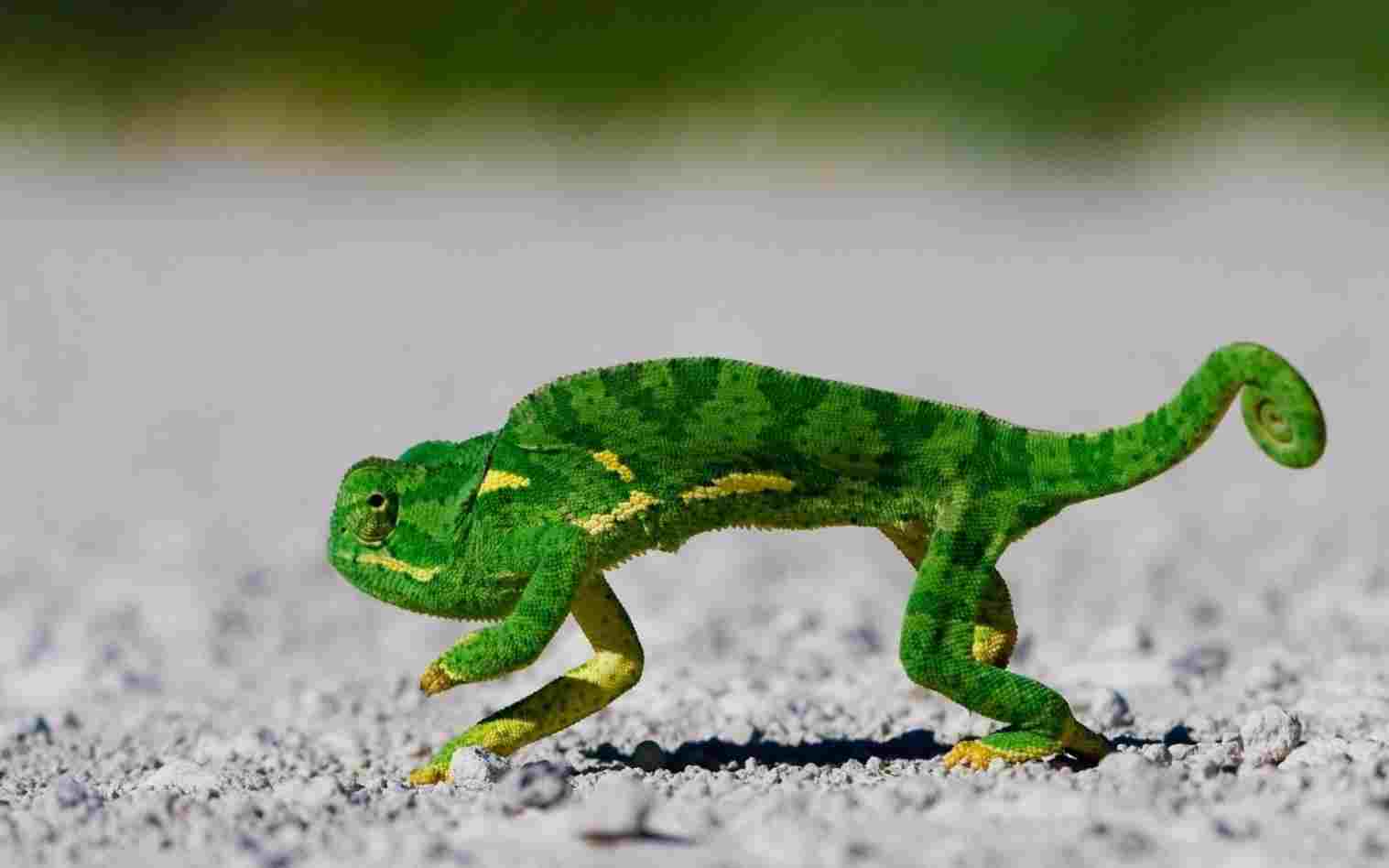 1517x948 How To Draw A Cute Chameleon - Cute Chameleon Drawings