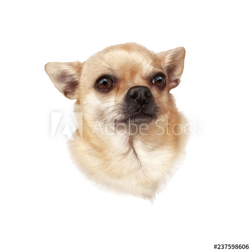 500x500 The Chihuahua Dog Isolated On White Background Drawing Of Head - Cute Chihuahua Drawing
