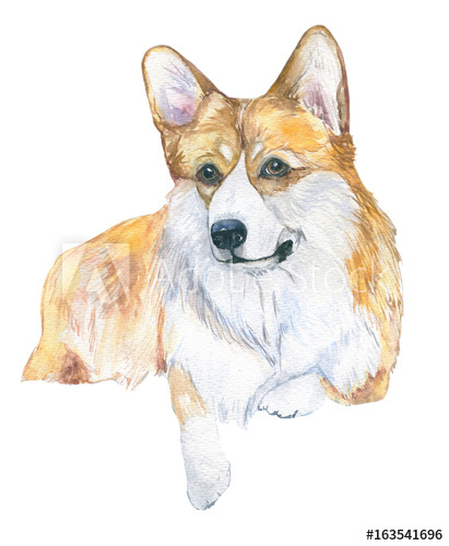 411x500 Dog Watercolor Watercolor Close Up Portrait Of A Short Legged - Cute Corgi Drawing