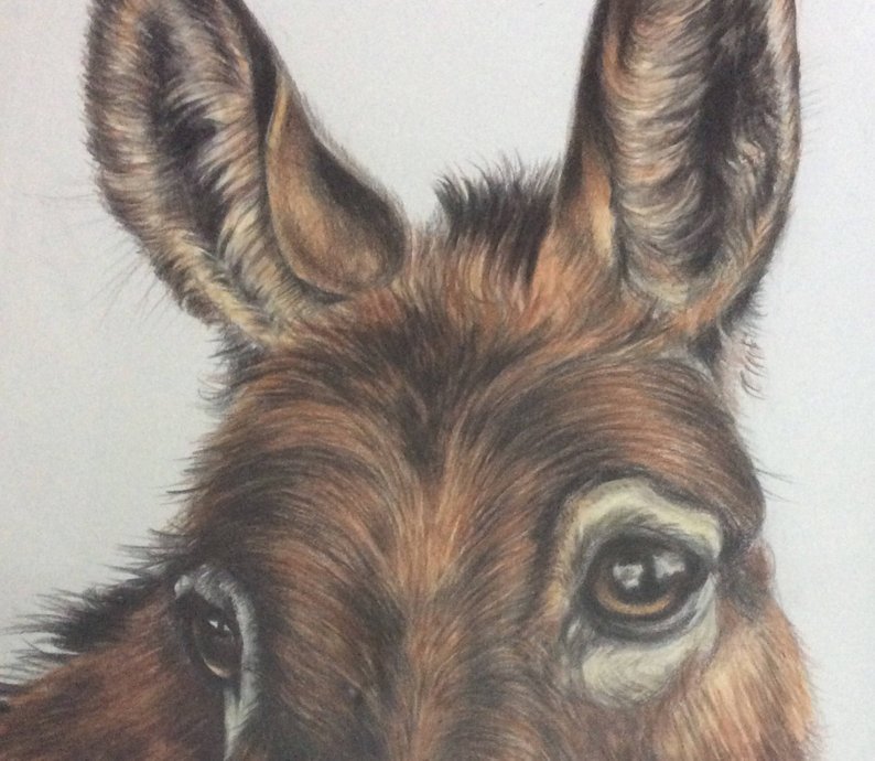 Cute Donkey Drawing at Explore collection of Cute