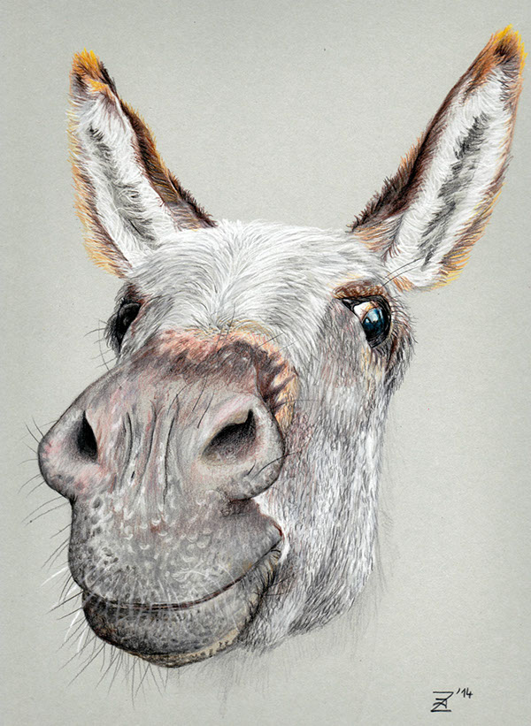 600x821 Funny Donkey On Behance - Cute Donkey Drawing