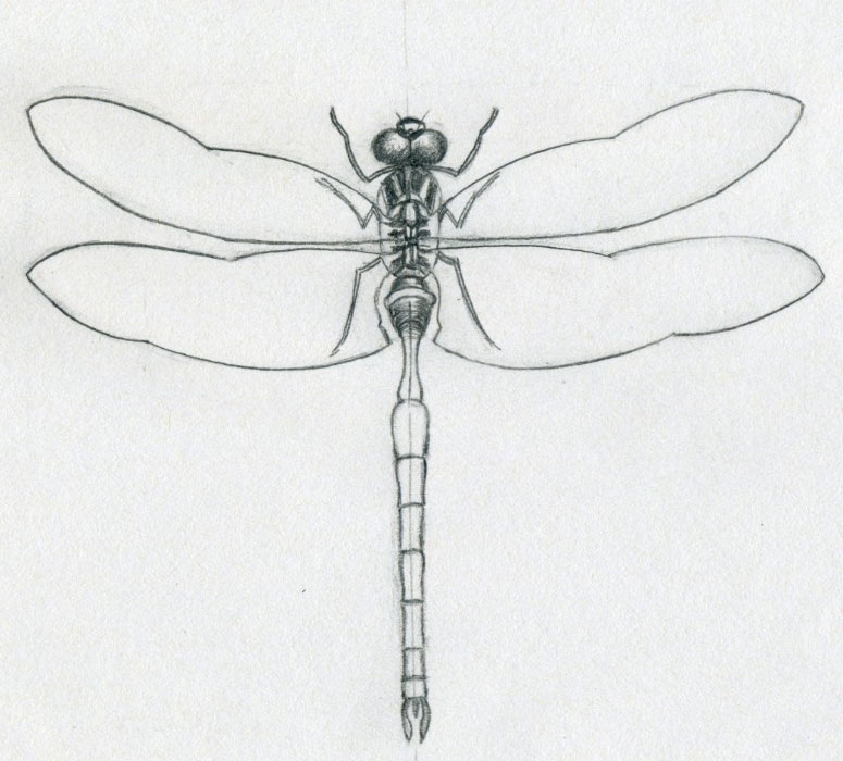 775x700 dragonfly drawings - Cute Dragonfly Drawing