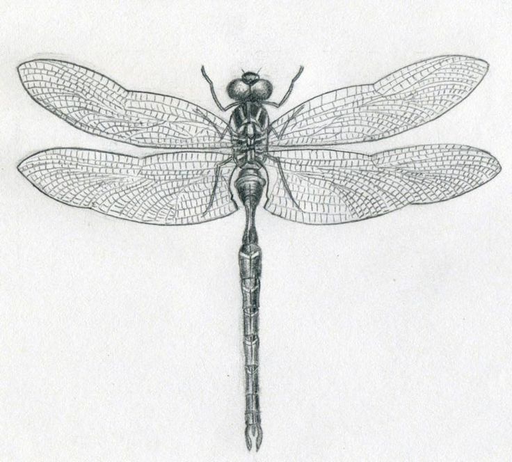 736x664 drawn dragonfly cute - Cute Dragonfly Drawing