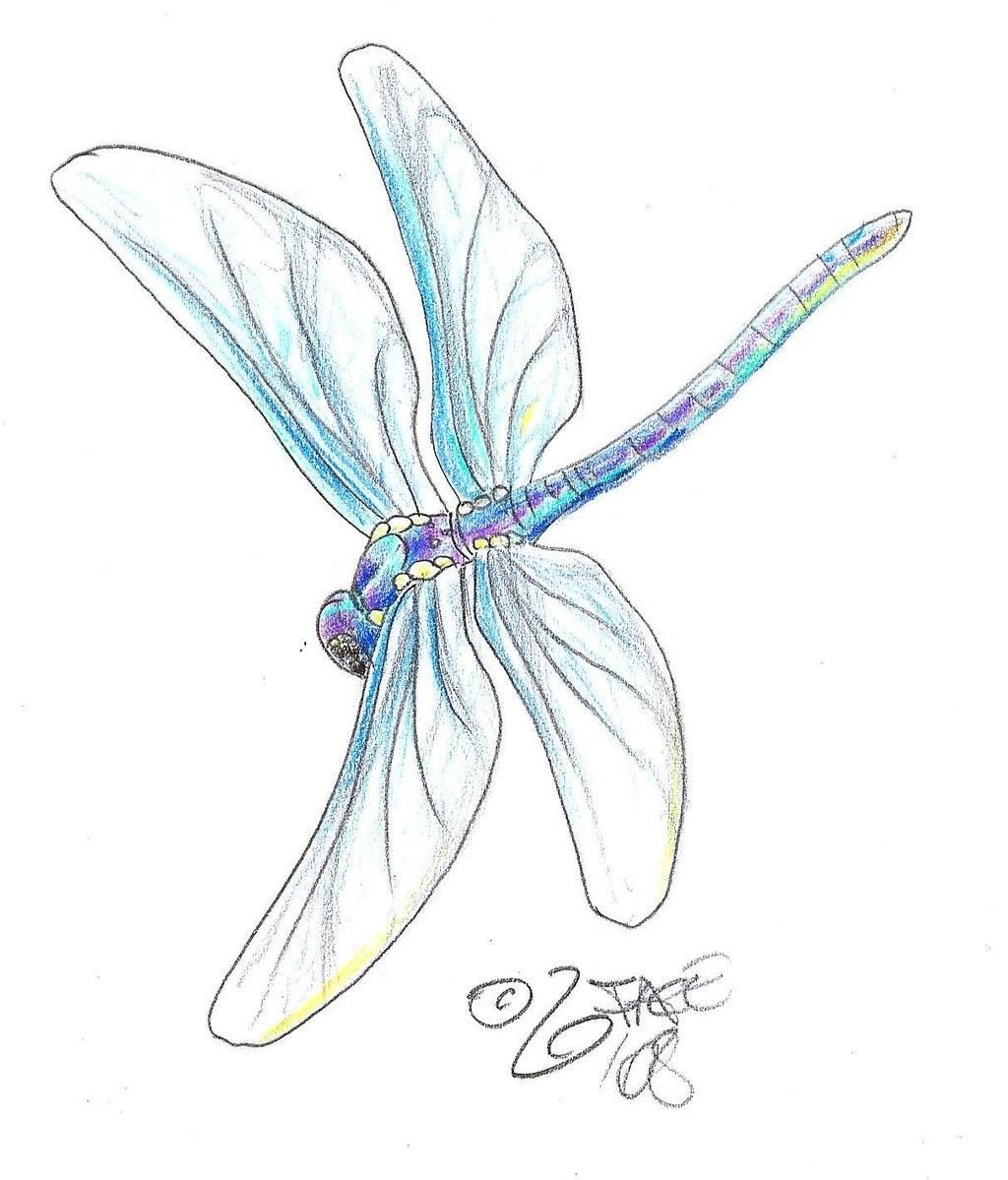 1024x1199 dragonfly pencil drawing art - Cute Dragonfly Drawing