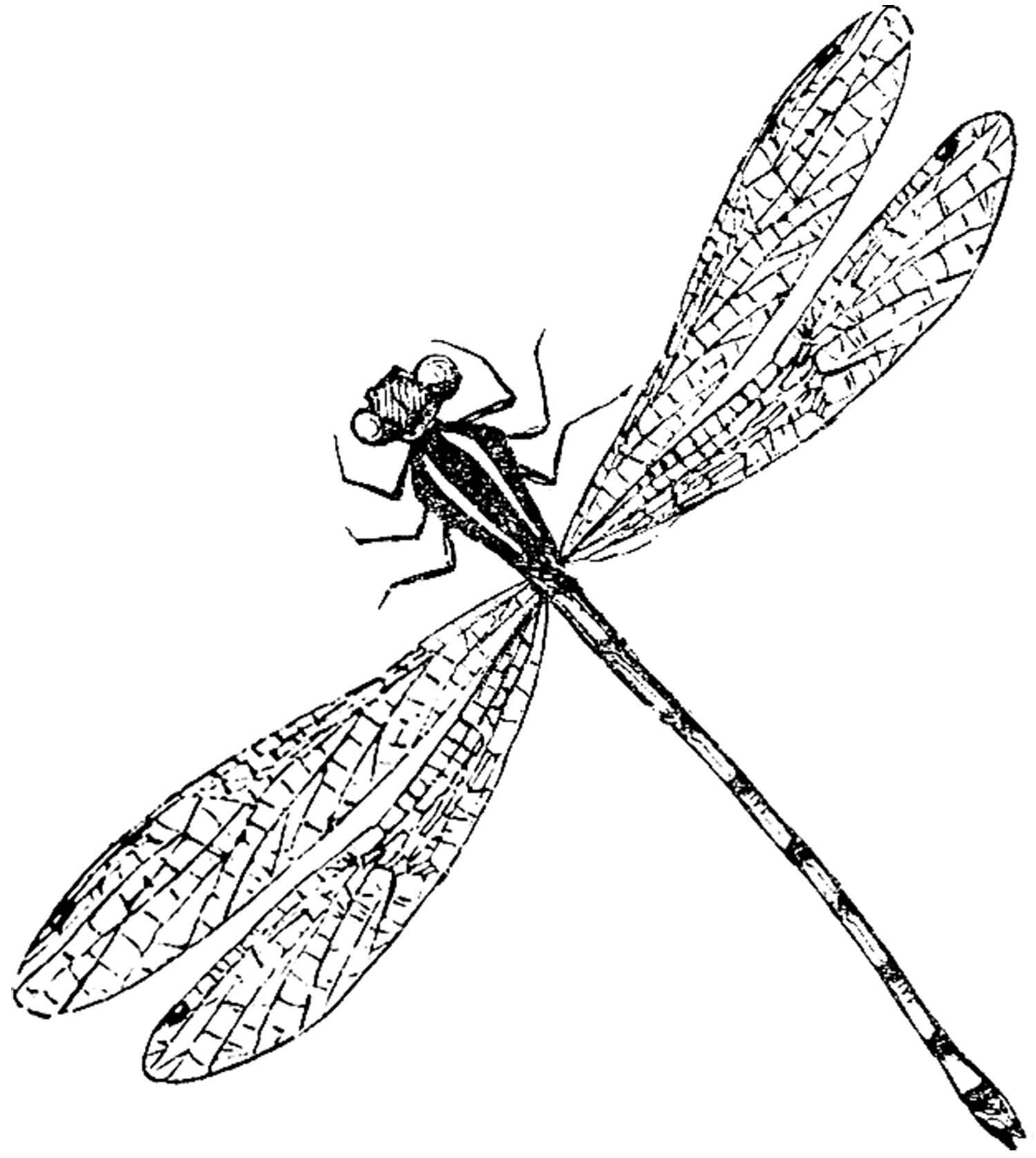 1500x1677 download cute cartoon dragonfly images image clipart png free - Cute Dragonfly Drawing