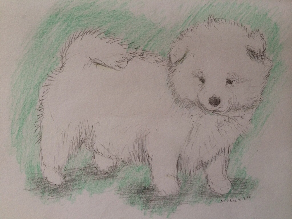 1024x768 How To Sketch A Cute Samoyed Puppy Drawing Animals - Cute Drawing Of A Puppy