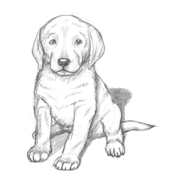 Cute Drawing Of A Puppy At Paintingvalleycom Explore