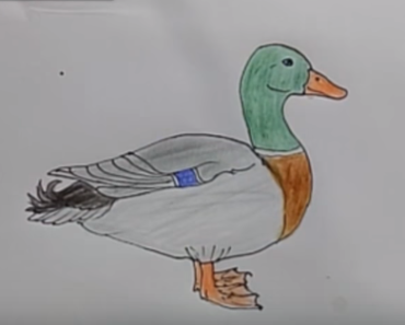 370x297 How To Draw A Cute Duck Step - Cute Duck Drawing