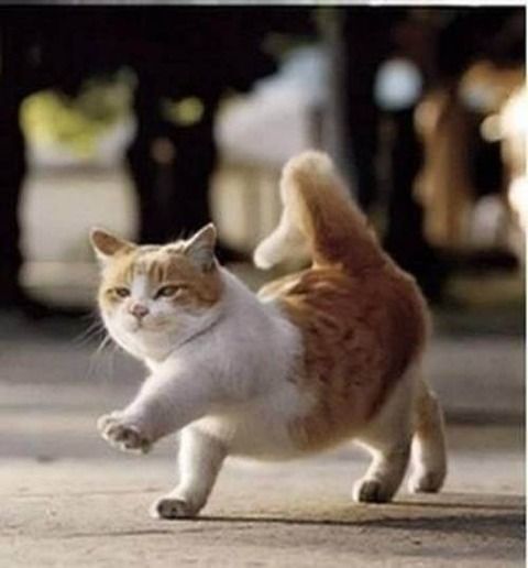 480x516 cute fat cats pictures - Cute Fat Cat Drawing