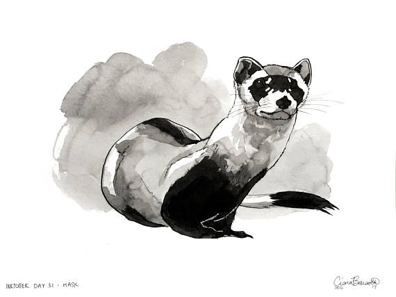 570x427 ferret ink drawing small print black footed cute weasel animal - Cute Ferret Drawing