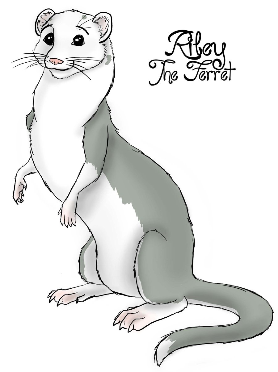 900x1205 ferret drawing free download - Cute Ferret Drawing