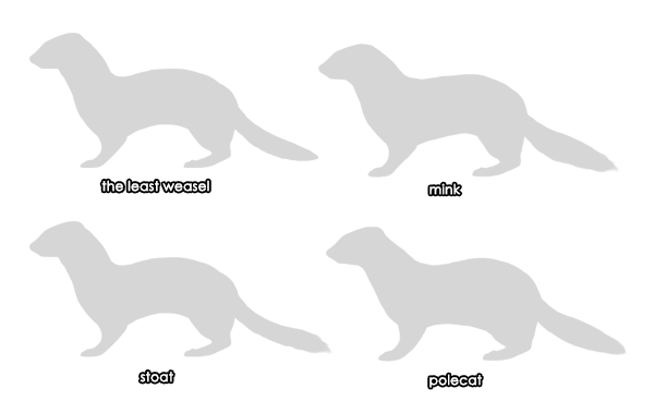 600x379 how to draw animals weasels, stoats, minks, polecats and ferrets - Cute Ferret Drawing