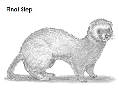 500x386 how to draw a ferret - Cute Ferret Drawing