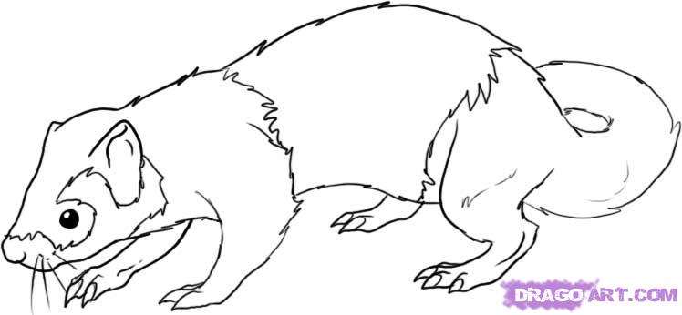 748x346 step how to draw a ferret - Cute Ferret Drawing