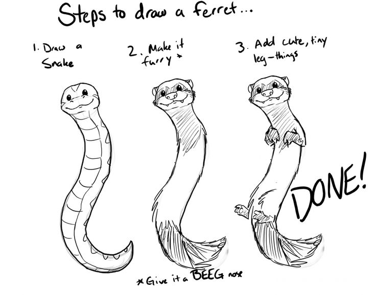 736x578 ferret drawing cute supe cute for free download - Cute Ferret Drawing