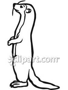 225x300 cute ferret - Cute Ferret Drawing