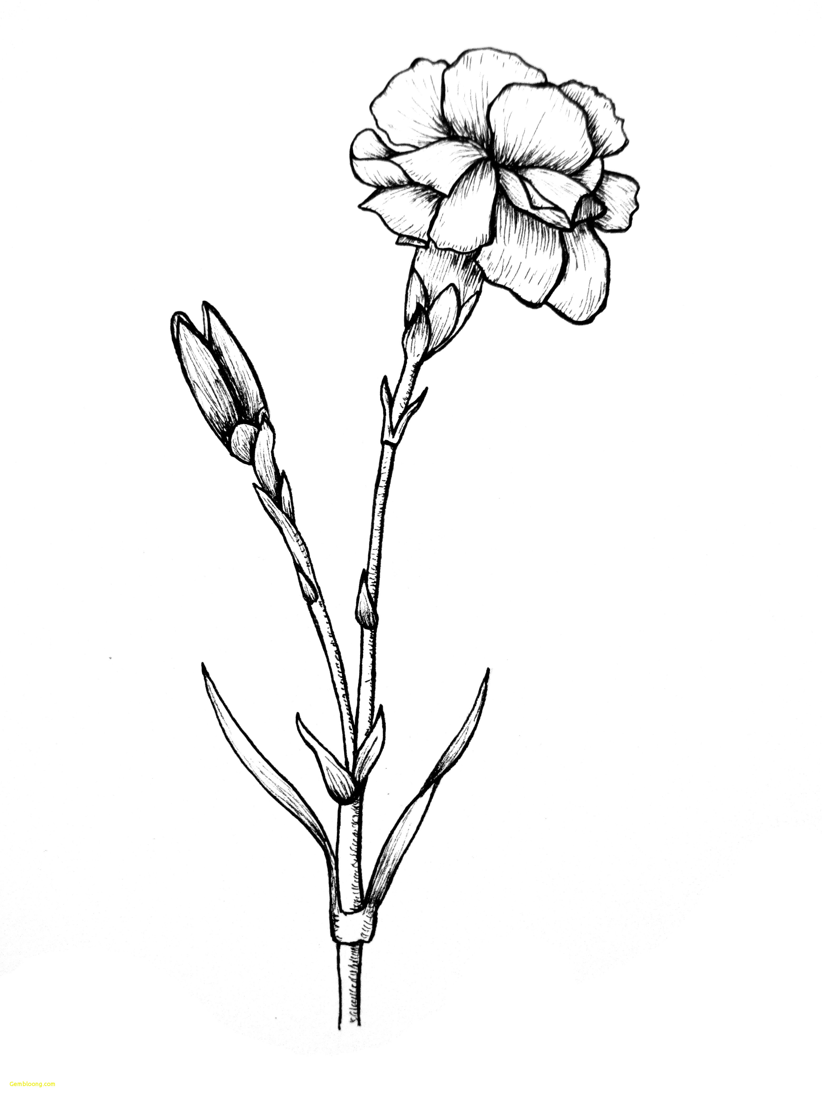 Cute Flower Drawings at Explore collection of Cute