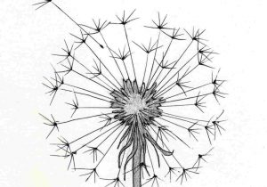 300x210 Cute Flower Drawing Image Drawing Of Pencil Sketches Rose Tattoo - Cute Flower Drawings