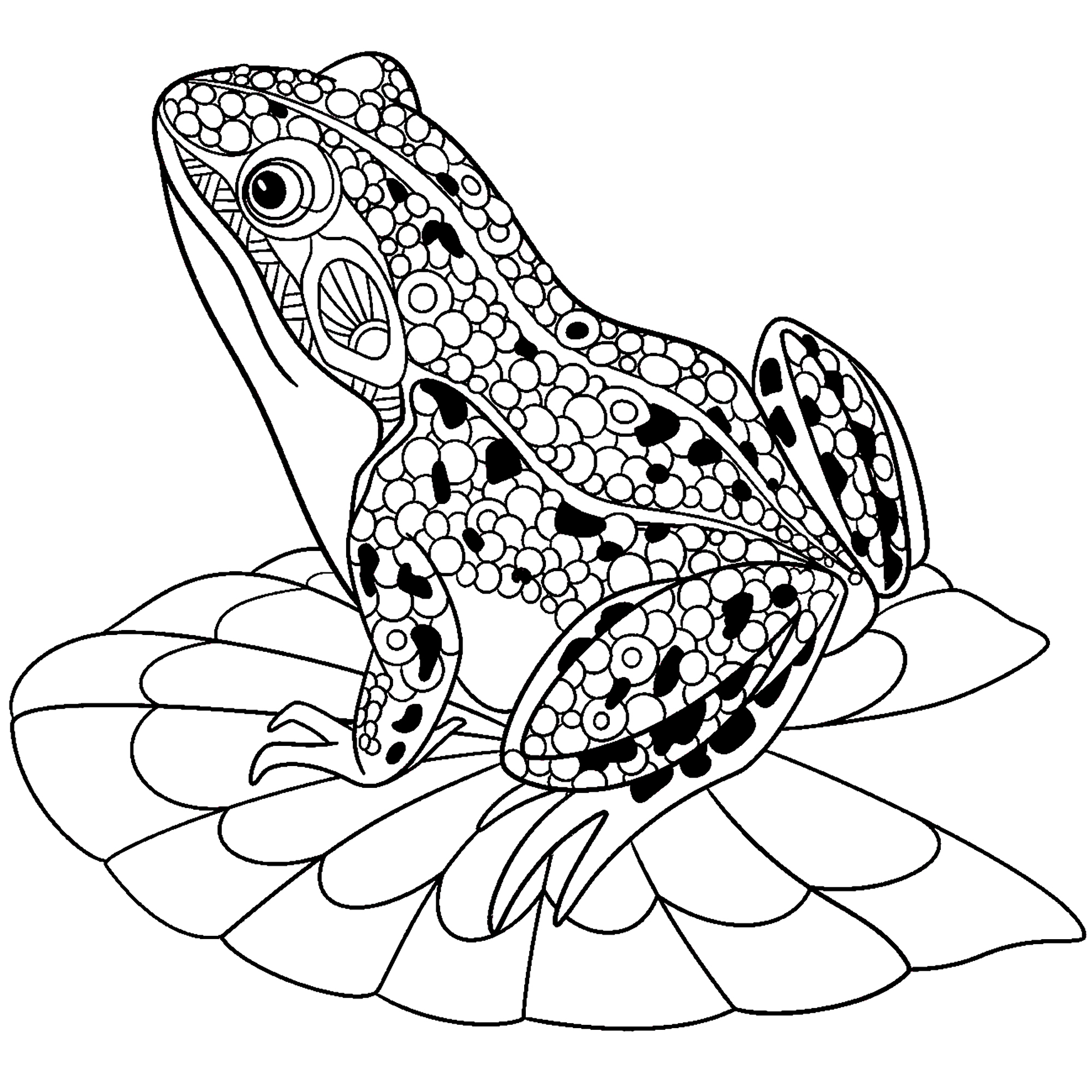 2000x2000 Frog Drawing Cute For Free Download - Cute Frog Drawing