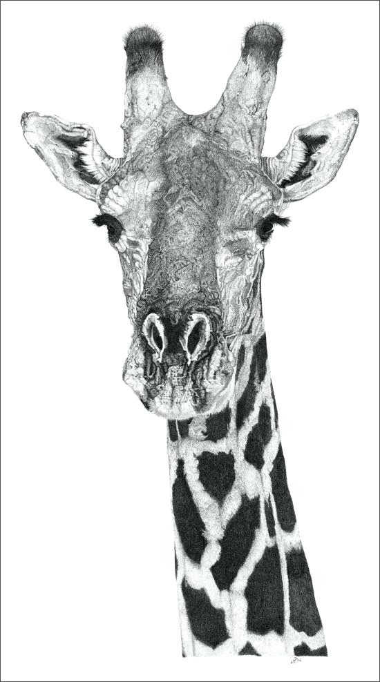 550x988 giraffes drawings how to draw a giraffe easy funny drawing - Cute Giraffe Drawing