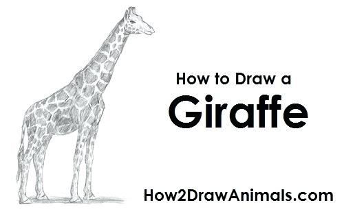 500x315 giraffes drawings giraffe drawing cute giraffe drawing tumblr - Cute Giraffe Drawing Tumblr