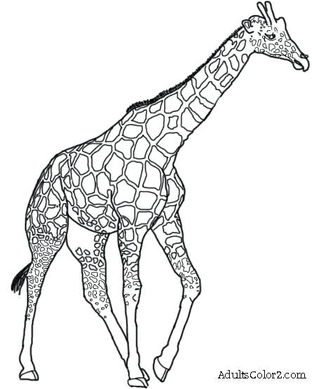 444x553 giraffes drawings line drawing of a giraffe - Cute Giraffe Drawing Tumblr