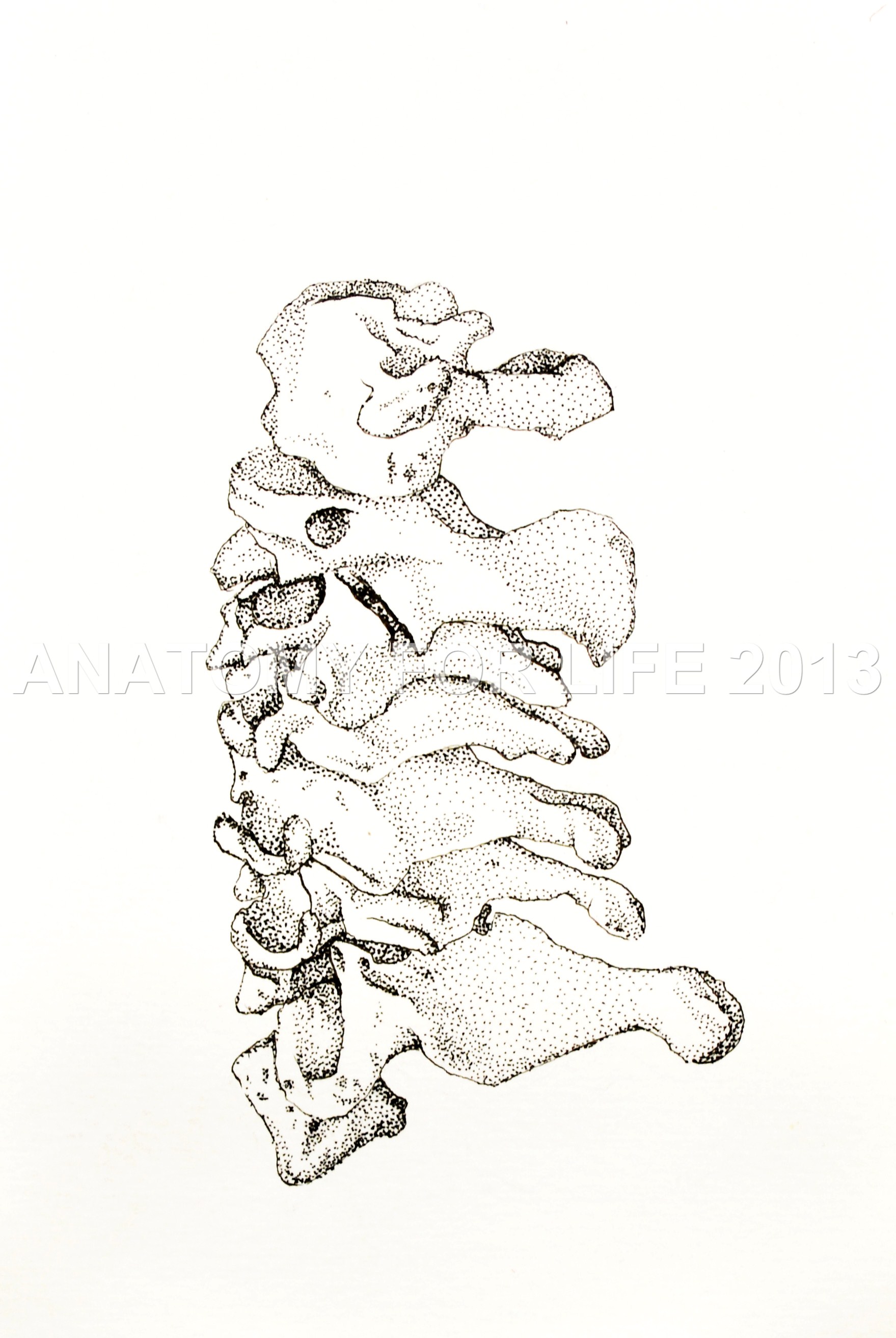 1759x2625 Cute Giraffe Drawing Tumblr - Cute Giraffe Drawing Tumblr