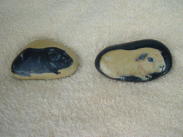 589x442 guinea pig collection - Cute Guinea Pig Drawings